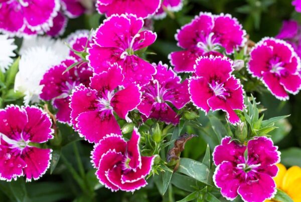 Dianthus flowers