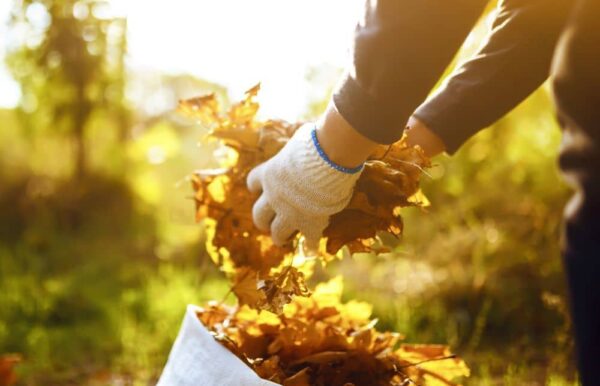 Gathering autumn leaves.