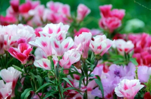 Pink Godetias