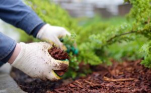 Mulch can provide numerous benefits to your landscape and garden.