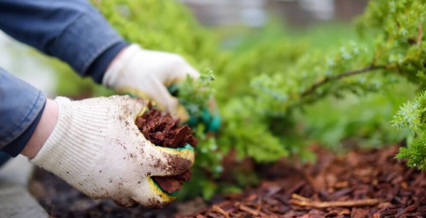 Mulch can provide numerous benefits to your landscape and garden.