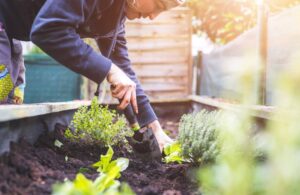 Planting herbs and vegetables using compost/soil conditioner.