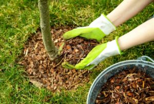 Pine bark mulch is still long-lasting and it adds a lot of valuable nutrients to the soil as it decomposes.