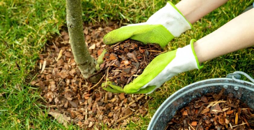 Pine bark mulch is still long-lasting and it adds a lot of valuable nutrients to the soil as it decomposes.