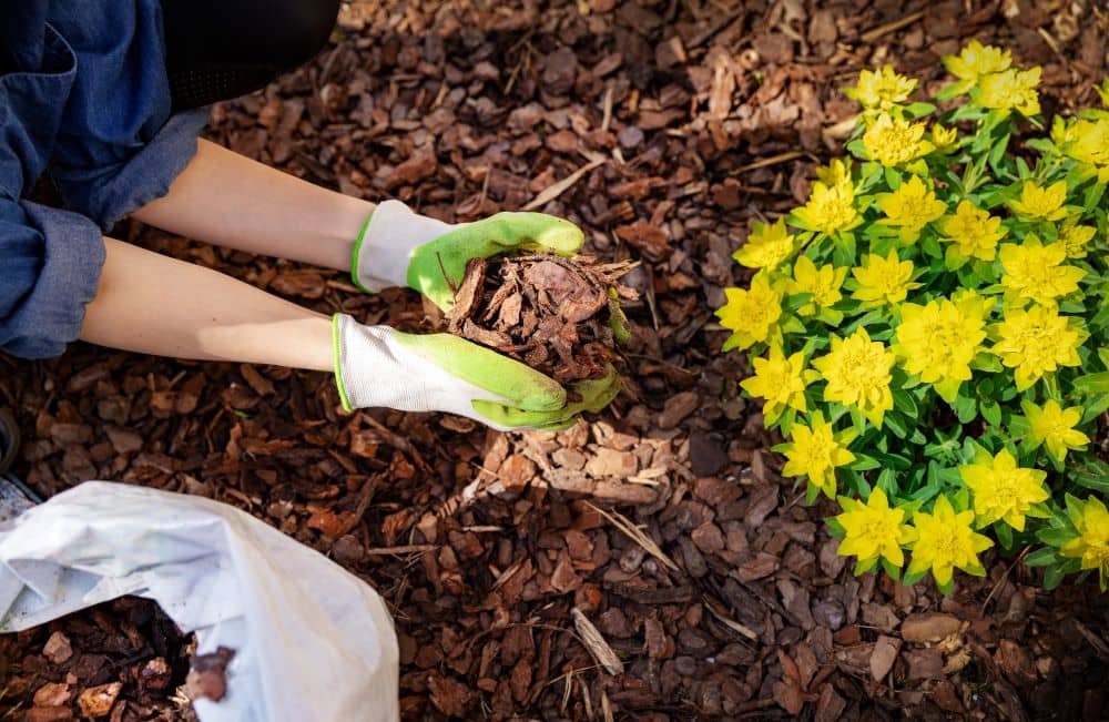 100% organic, pine bark chips retain their shape and color longer than shredded wood mulches.