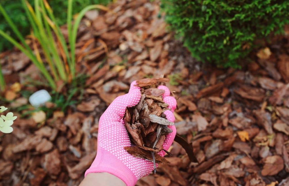 Organic mulch prepared from pine bark helps in retaining moisture of plants and prevents soil-borne diseases from spreading.