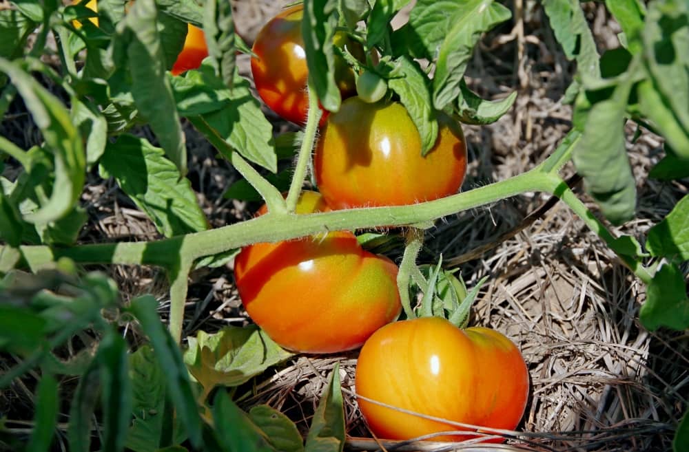 A good mulch is a valuable addition to any vegetable garden.