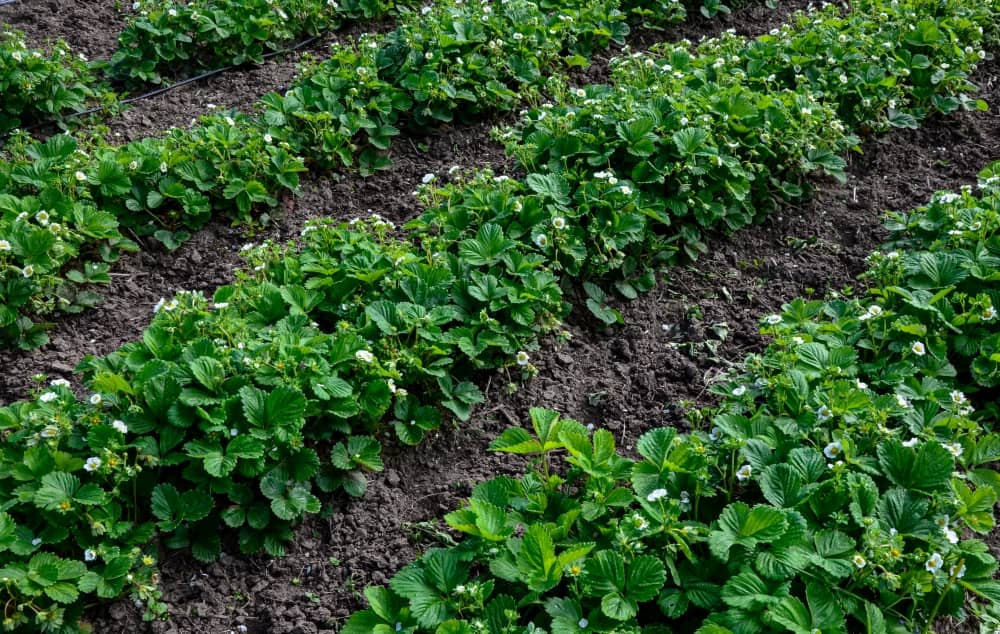 Mulching veggie beds can increase porosity, minimize weeds, enhance soil retention, warm soil temperatures, and add slow-release nutrients.