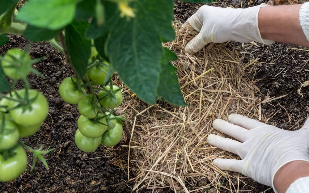 There are dozens of techniques for mulching your vegetable garden.