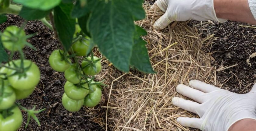 There are dozens of techniques for mulching your vegetable garden.