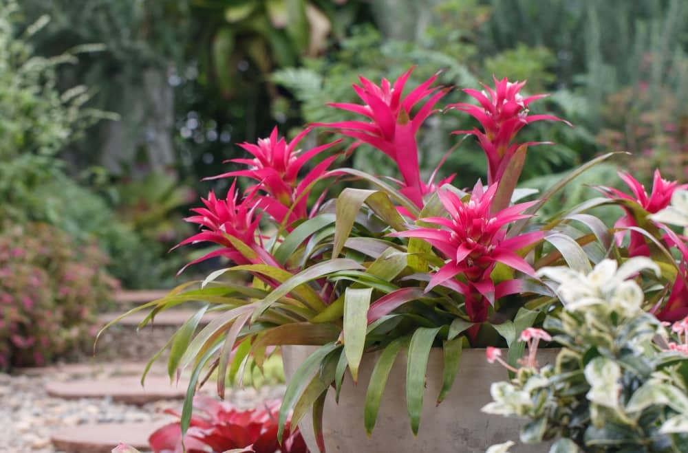 Pink bromeliads.