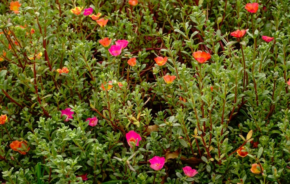 Portulaca flowers.