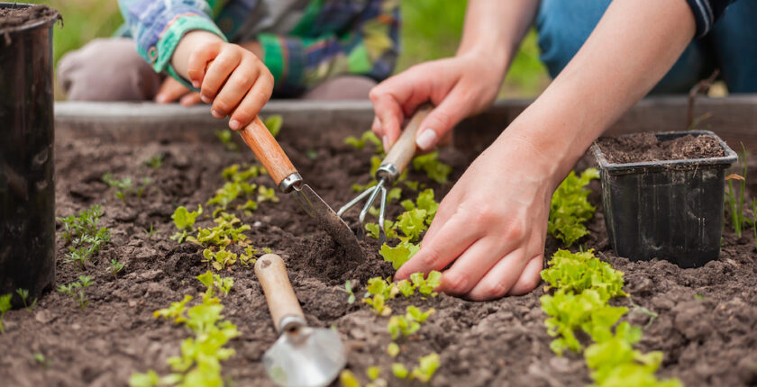 Mother and son improving soil quality by adding compost to a garden bed