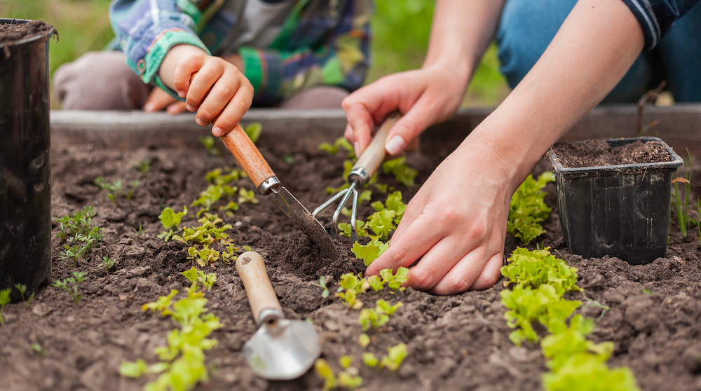 Mother and son improving soil quality by adding compost to a garden bed